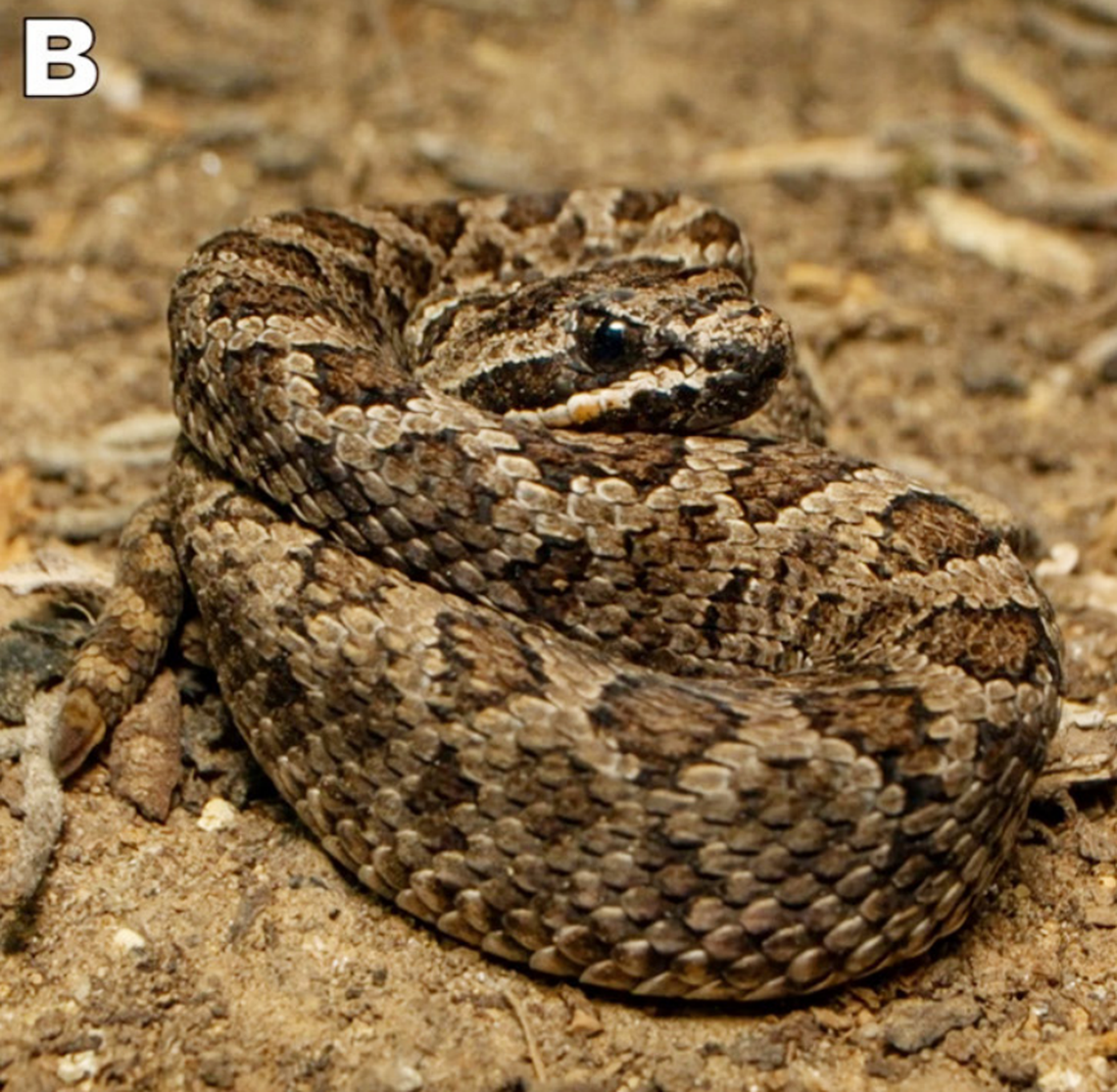 The Mexican small-headed rattlesnake, or Crotalus intermedius, seen on Mount Tláloc.
