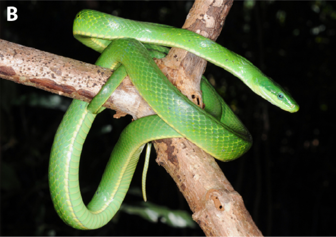 Another Gonyosoma iadinum, or jade tree snake.