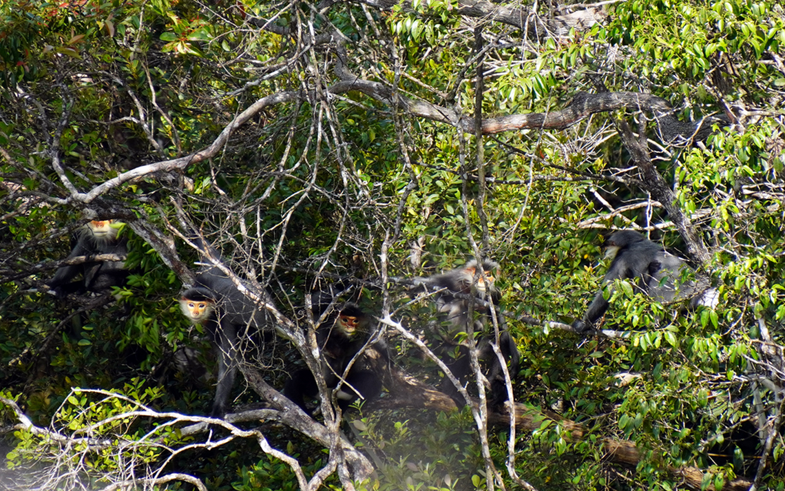 Grey-shanked duoc langur population recorded in Vietnam’s Khe Lim Forest.