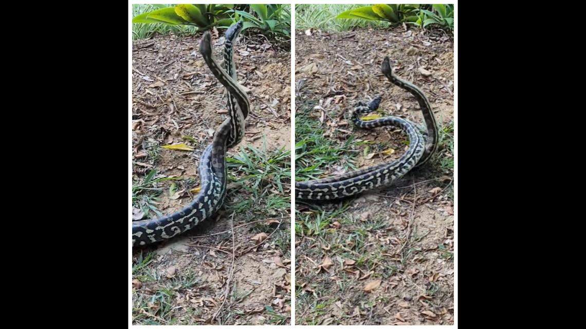 Two male pythons were seen wrestling by a road in Australia, but a snake catcher interrupted their fight, video shows.