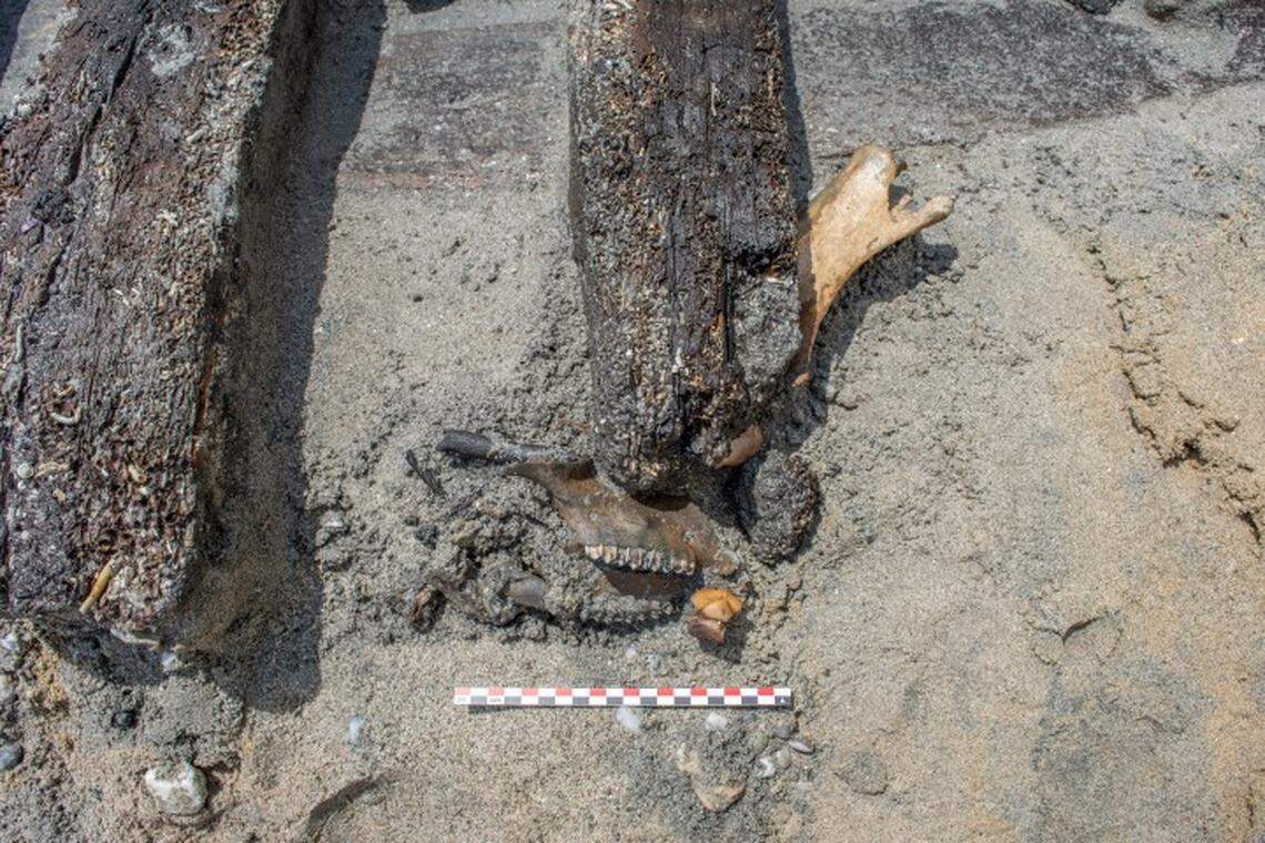 Some shells and bones found around the Ciutadella I shipwreck.