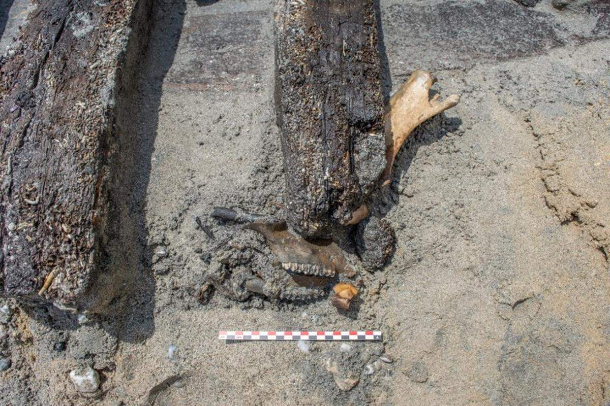 Some shells and bones found around the Ciutadella I shipwreck.
