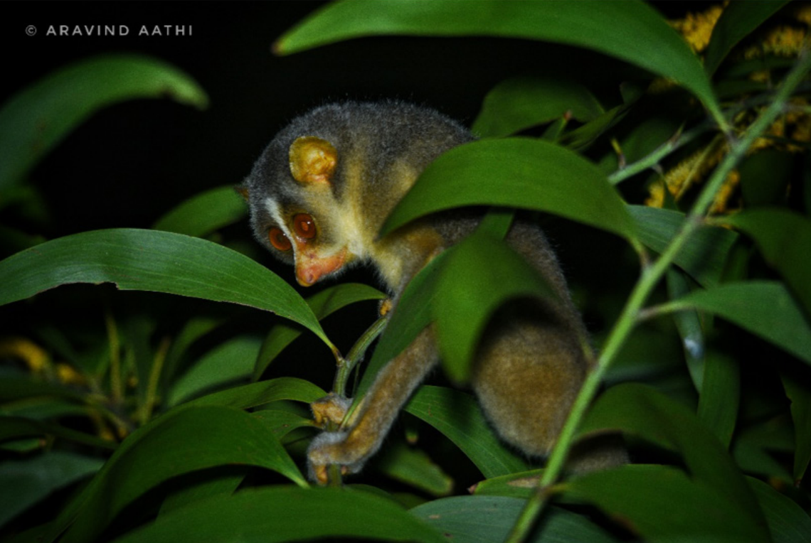 One of the Mysore slender loris , or Loris lydekkerianus, found in Aranya Forest and Sanctuary.