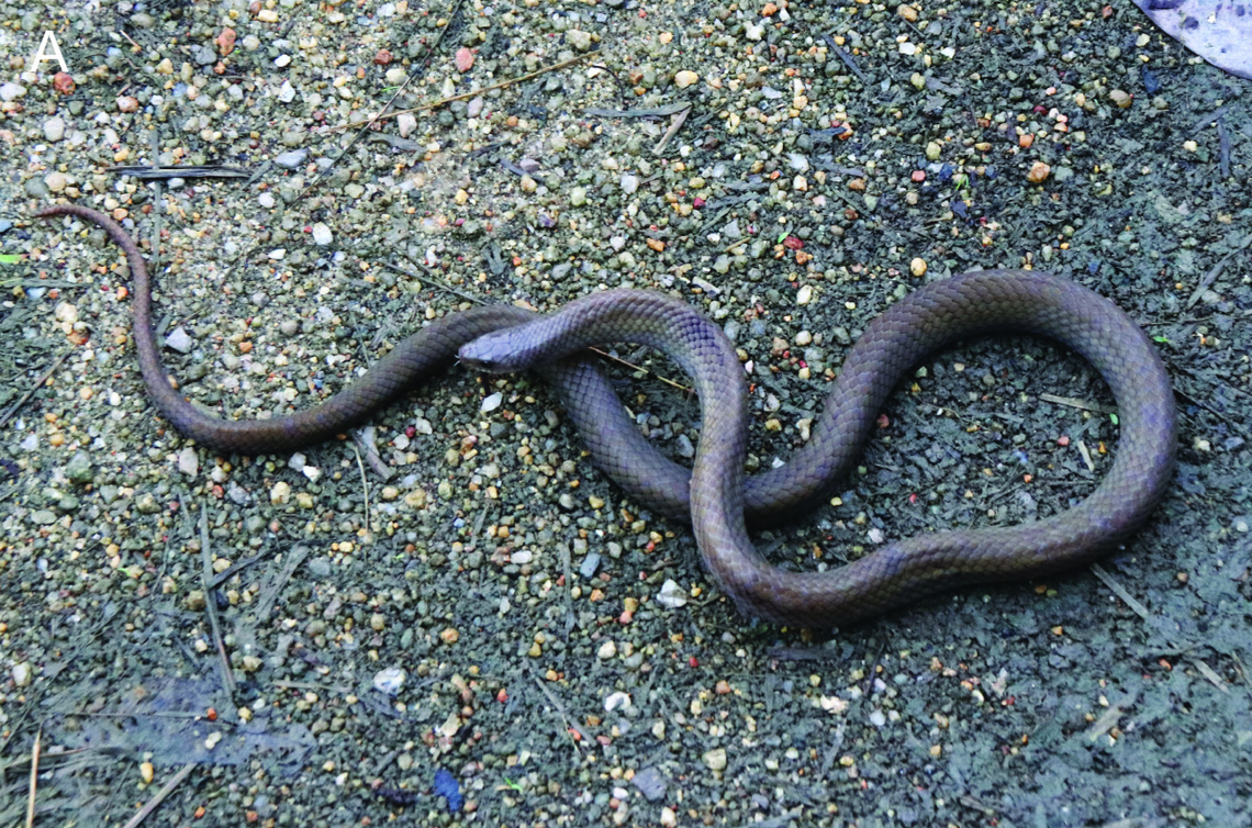An Oligodon cicadophagus, or cicada-eating kukri snake.