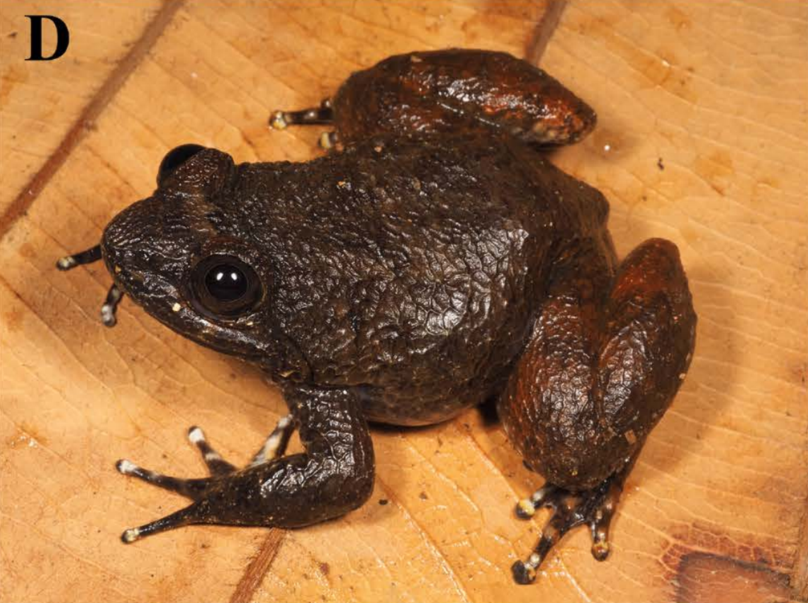 A female Limnonectes meratusensis, or Meratus’ creek frog.