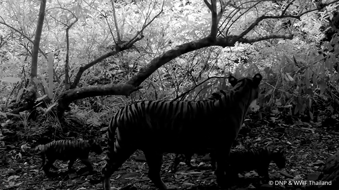 A trail camera in Thailand filmed a mother tiger and her three cubs walking in the forest and “practicing their roars,” a video shows.