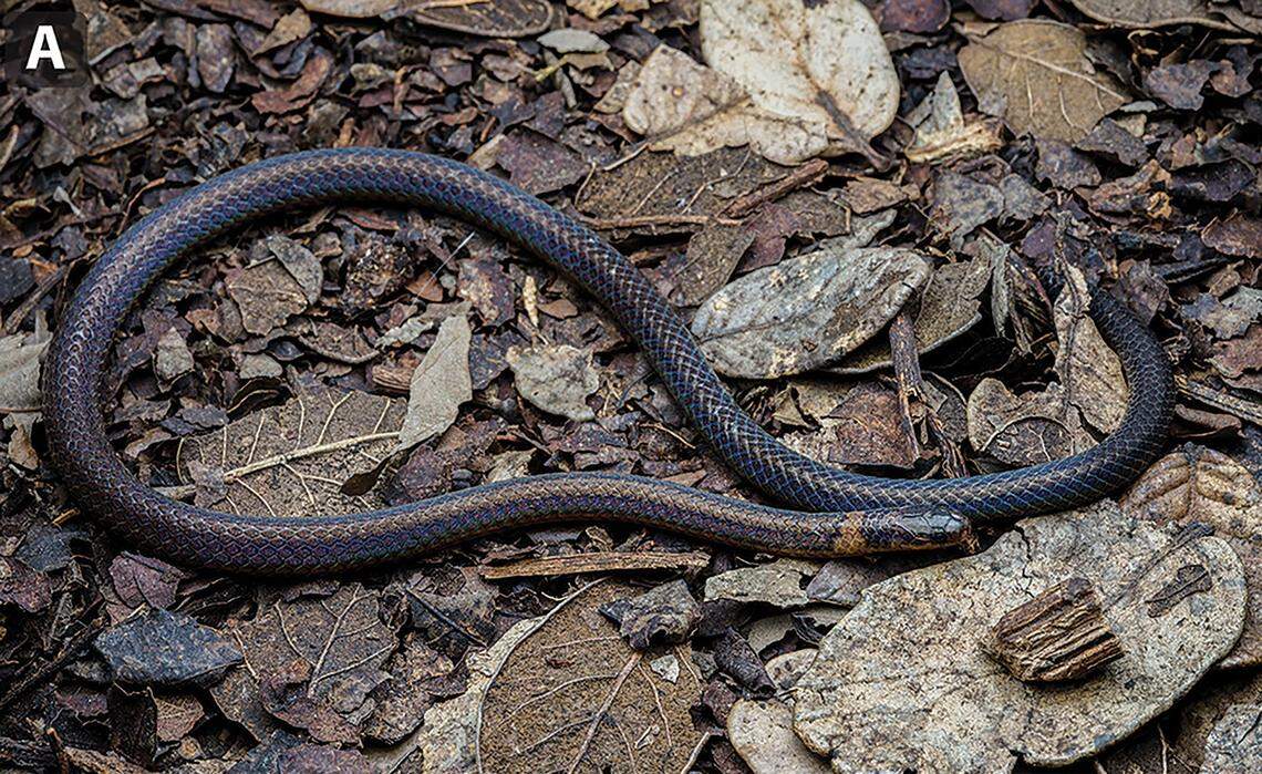 A Calamaria synergis, or Mountain Jinuo reed snake.