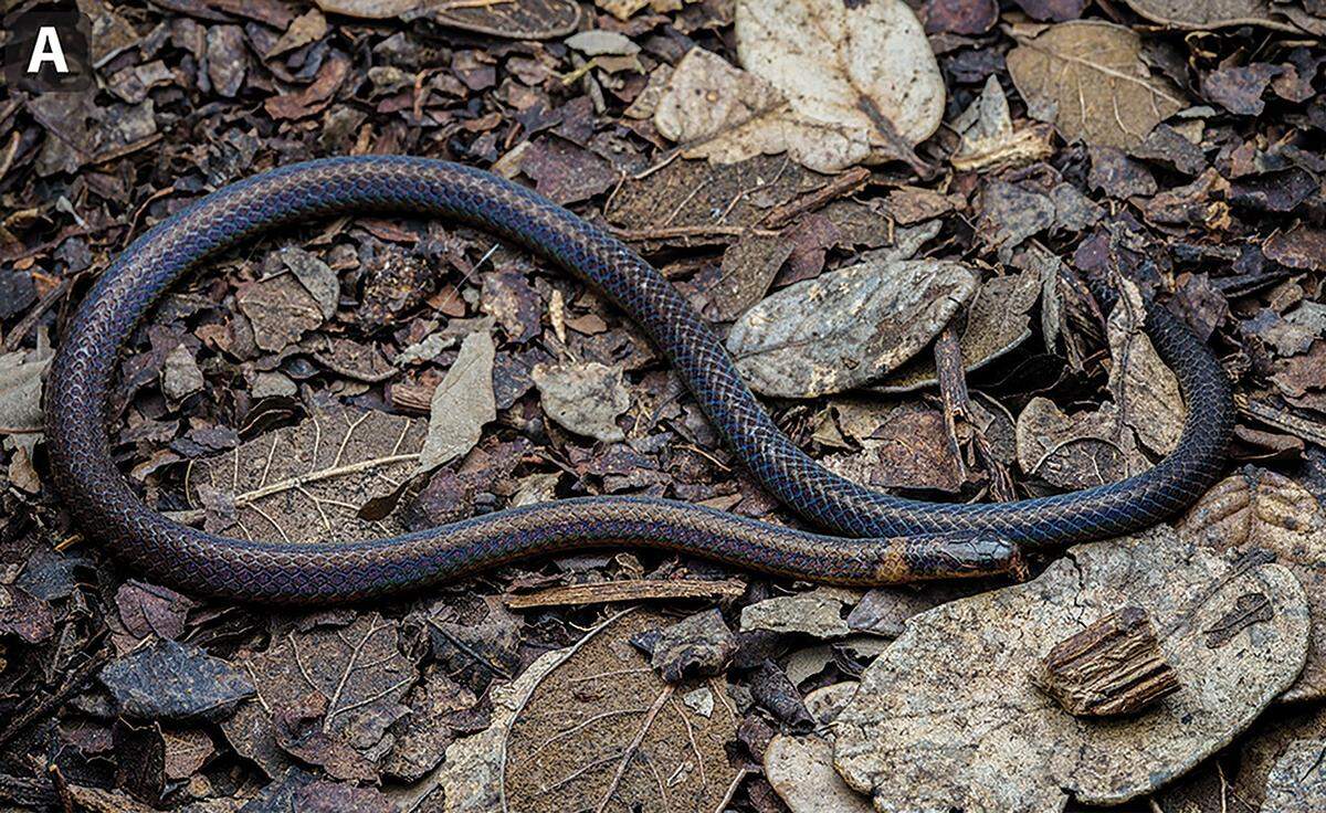 A Calamaria synergis, or Mountain Jinuo reed snake.
