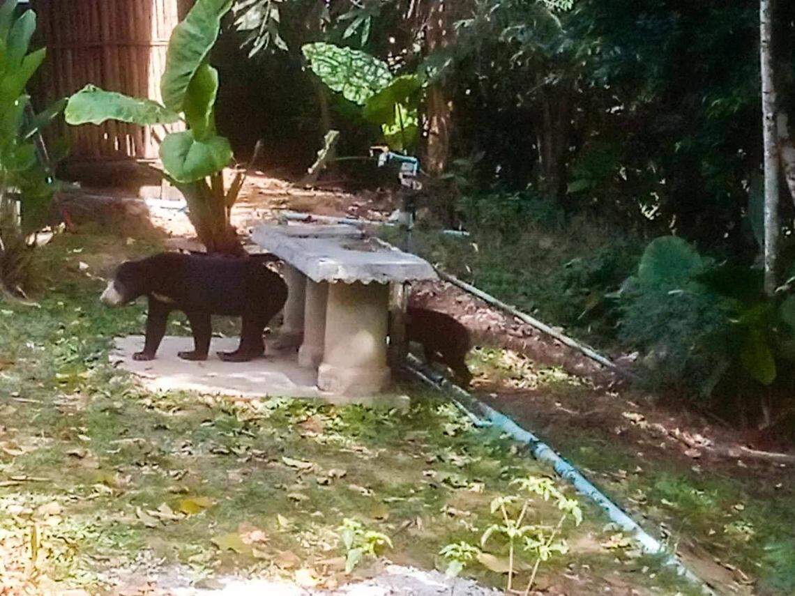 The sun bear family seen at Kaeng Krachan National Park.