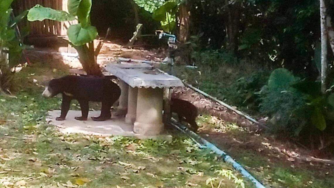 A mother and baby sun bear, a rare animal, were seen in Kaeng Krachan National Park in Thailand.