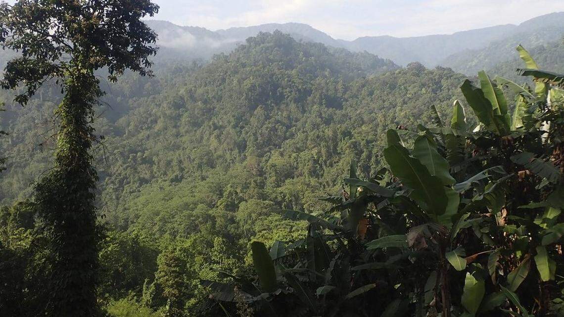 Scientists found a skittish creature with “large” claws lurking in a forest of Arunachal Pradesh and discovered a new species, a study said.