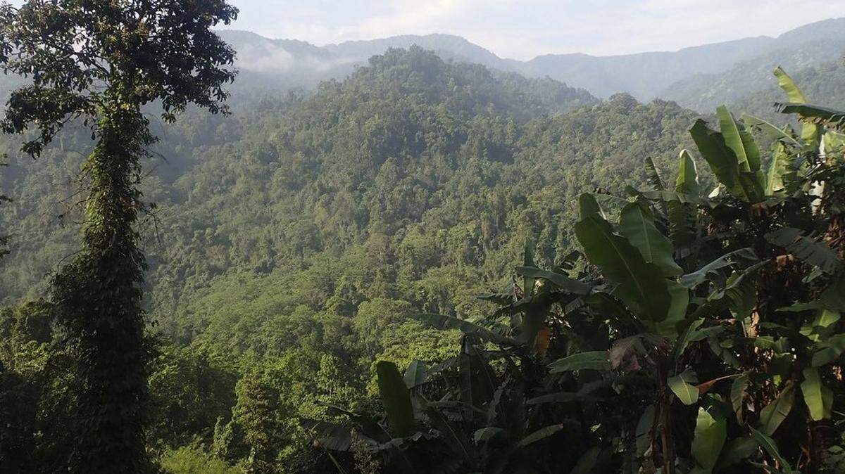 Scientists found a skittish creature with “large” claws lurking in a forest of Arunachal Pradesh and discovered a new species, a study said.