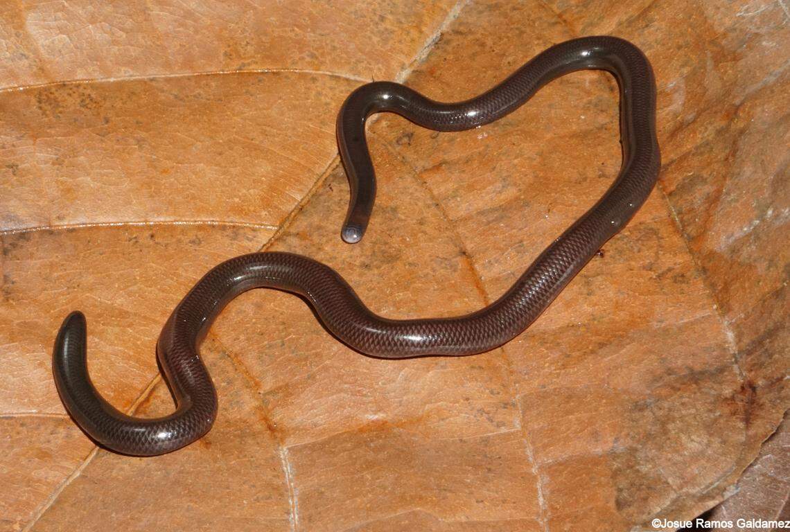 A Liotyphlops pino, or El Pino blindsnake.