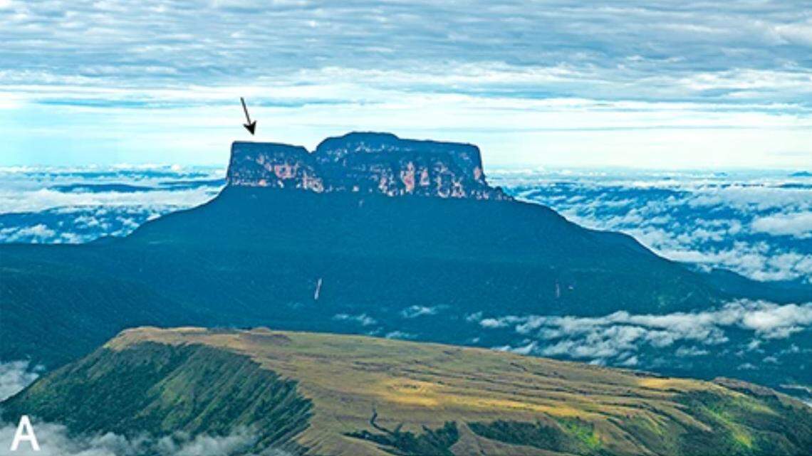 Scientists found a “cryptic” creature with a see-through belly on a mountain in Venezuela and discovered a new species, a study said.