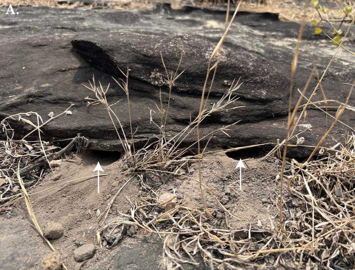 Two entrances, indicated with white arrows, to the burrow of a Leiolepis glaurung, or Khorat Plateau butterfly lizard.