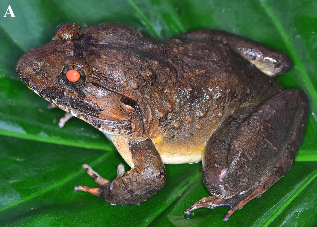 A Limnonectes splendissimus, or or splendid fanged frog.