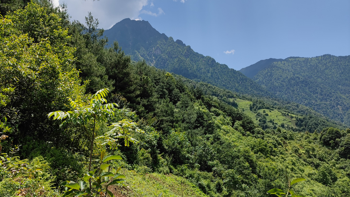Scientists found a winged animal with a “metallic” body in a forest of Yunnan and discovered a new species, a study said.