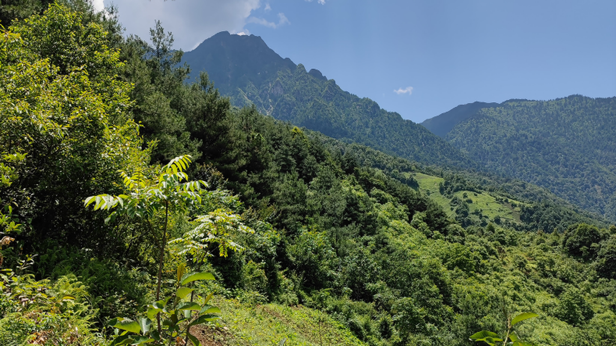 Scientists found a winged animal with a “metallic” body in a forest of Yunnan and discovered a new species, a study said.