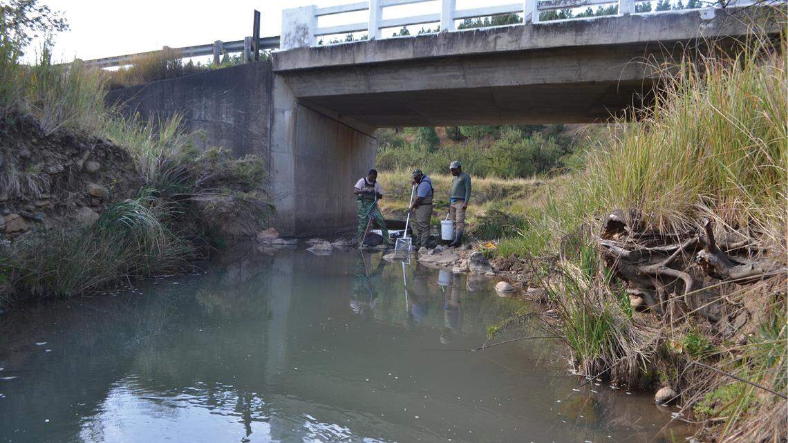 Scientists searching for an extinct fish found a “large”-headed river creature and discovered a new species, a study said and photos show.