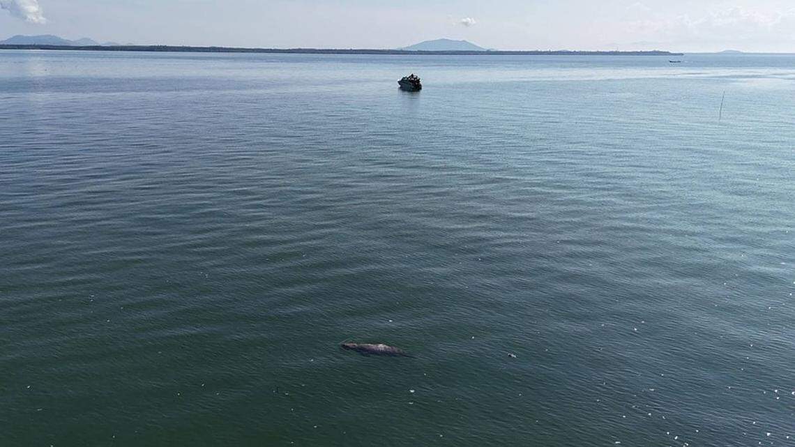 These marine mammals are listed as a vulnerable species, according to the International Union for Conservation of Nature.