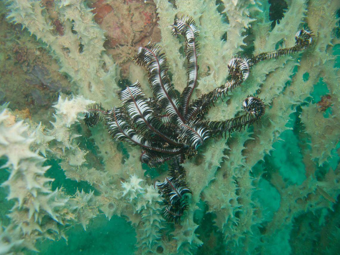 A Capillaster crypticus, or cryptic feather star, seen in its natural habitat.