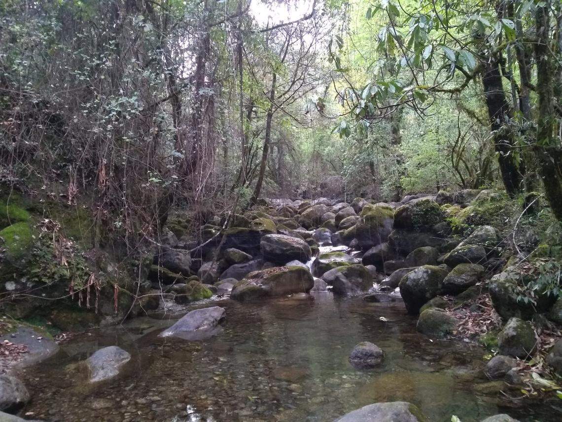 The habitat where a Myotis himalaicus, or Himalayan long-tailed Myotis, was caught.