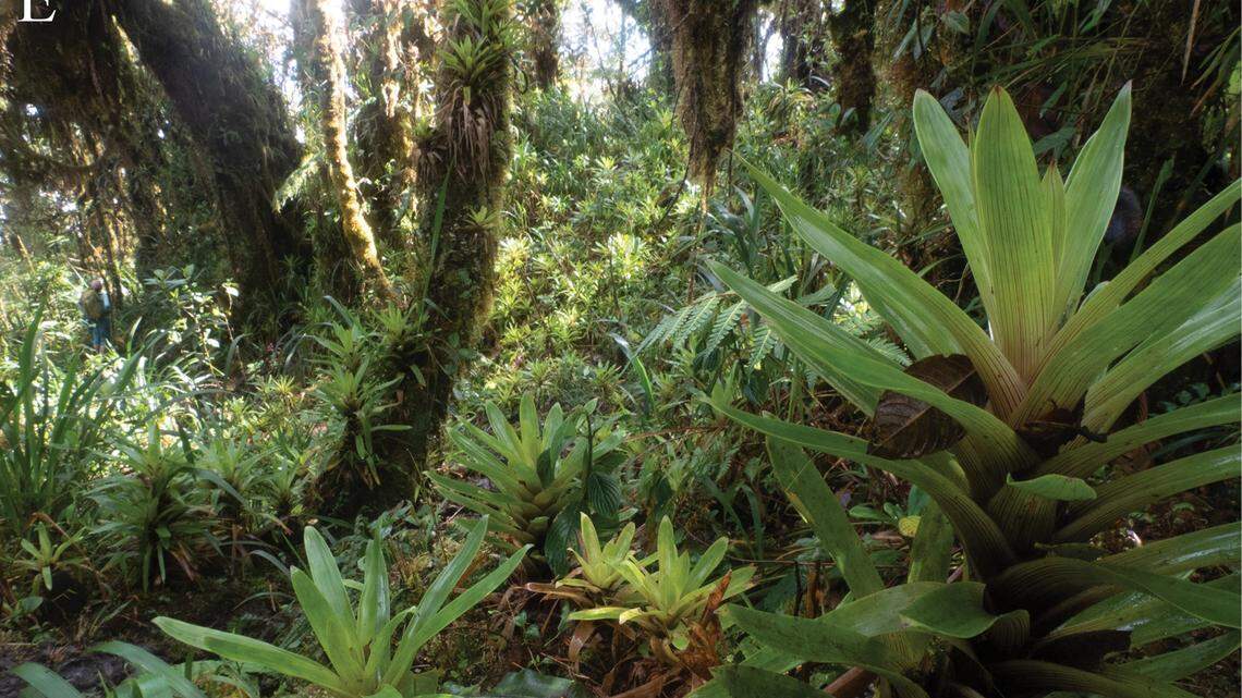 Scientists found a multicolored animal with spiky skin perched on plants in Ecuador and discovered a new species, a study said.