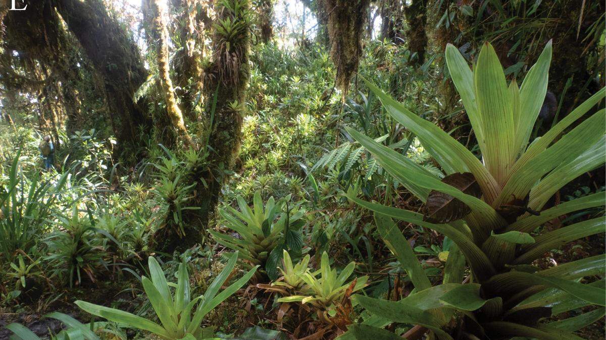 Scientists found a multicolored animal with spiky skin perched on plants in Ecuador and discovered a new species, a study said.