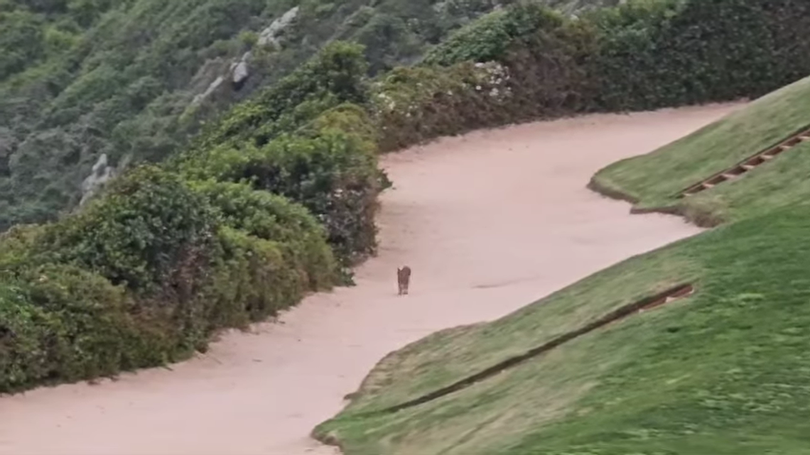 A person at Pinnacle Point Estate filmed the “very rare” sight of a caracal, an elusive wild cat, walking along a golf course, a video shows.