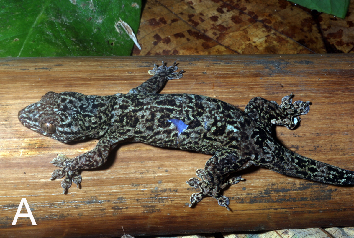 A male Gehyra corona, or Crown Island four-clawed gecko.
