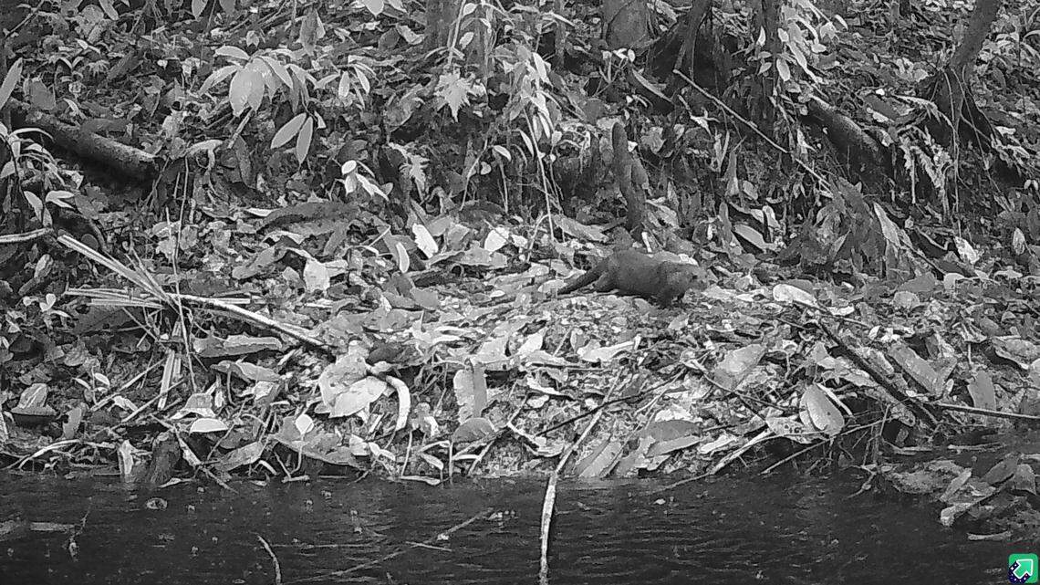 Trail cameras set up at a nature reserve in Malaysia to survey endangered cats ended up photographing a “species of mystery,” photos show.