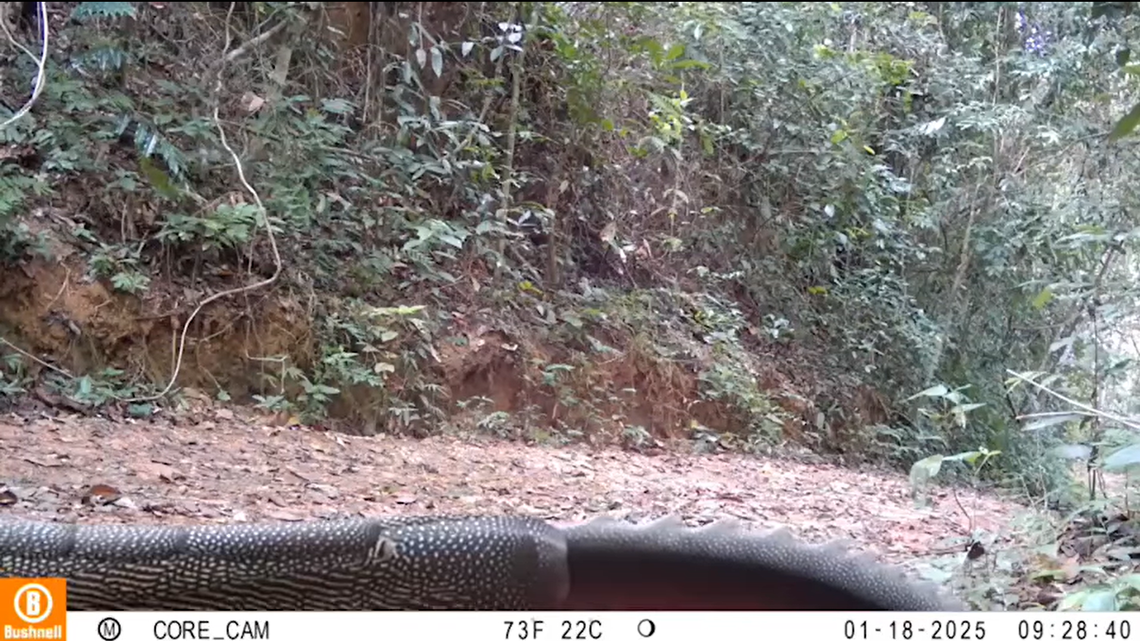 Trail cameras in Kaeng Krung National Park filmed seven sightings of a rarely seen creature wandering through the forest, a video shows.
