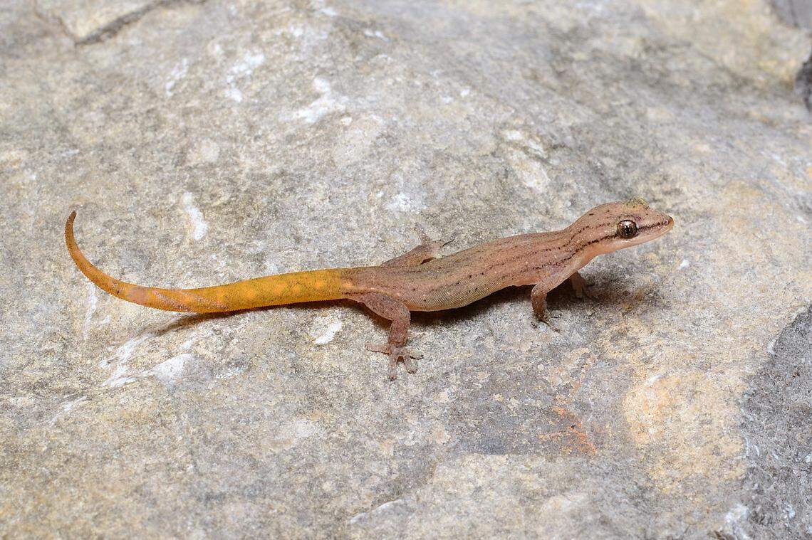 A Hemiphyllodactylus khpoh, or Khpoh slender gecko.