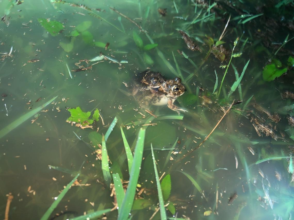 A pair of Sphaerotheca varshaabhu, or Varshaa burrowing frogs, mating in a puddle.