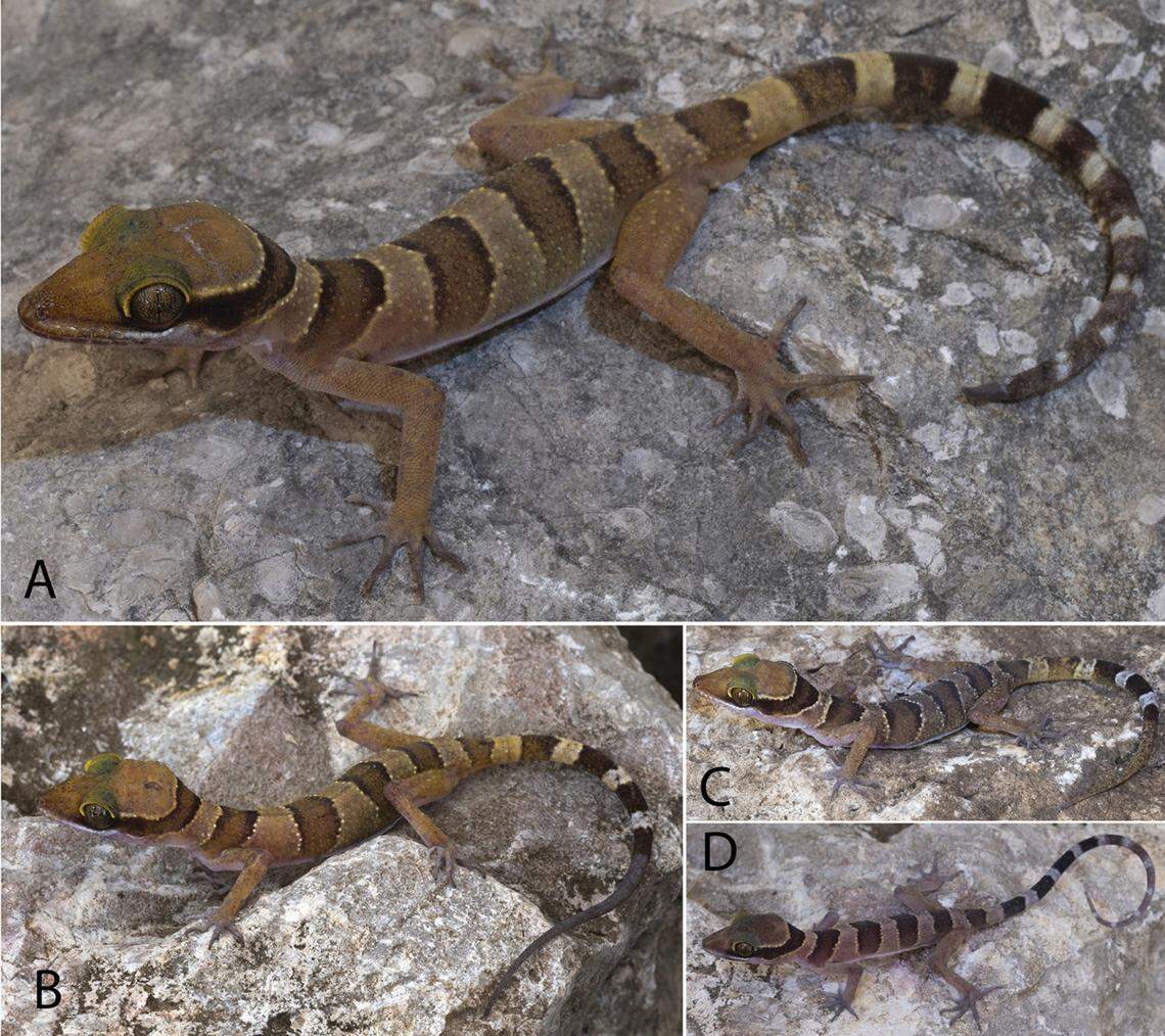 Several Cyrtodactylus kampingpoiensis, or Kamping Poi bent-toed geckos, from Phnom Banan.