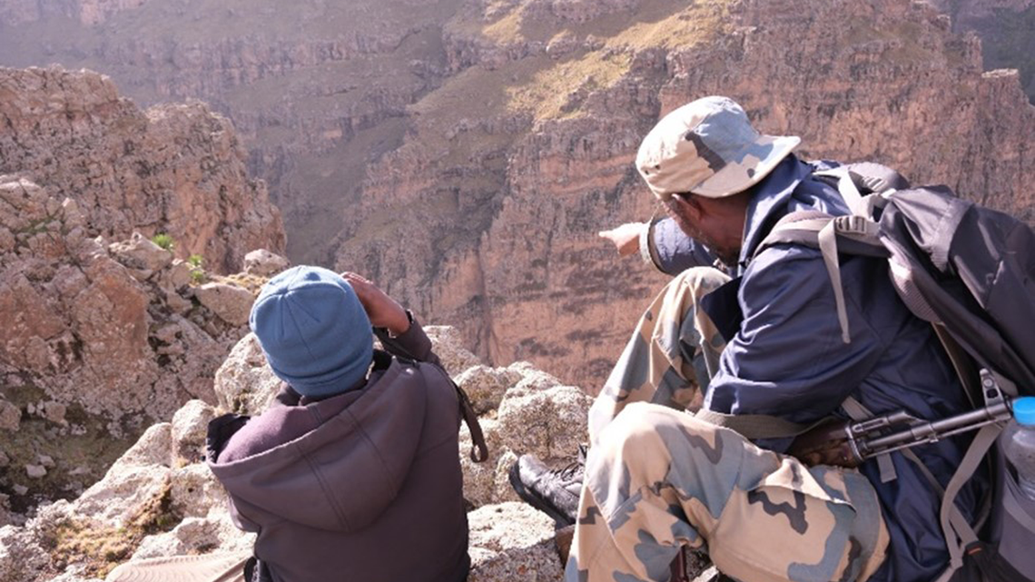 War, coupled with a COVID-19-driven decline in tourism, has led to increased poaching of the species, which is regarded as a national symbol in Ethiopia, researchers said.