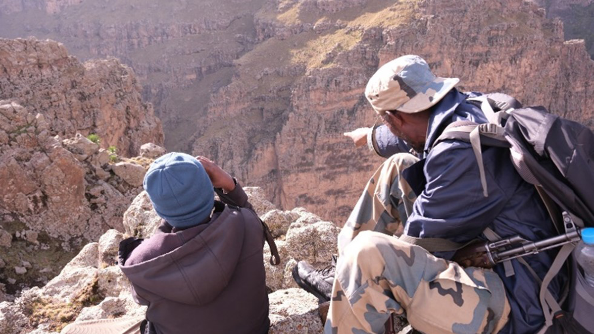 War, coupled with a COVID-19-driven decline in tourism, has led to increased poaching of the species, which is regarded as a national symbol in Ethiopia, researchers said.