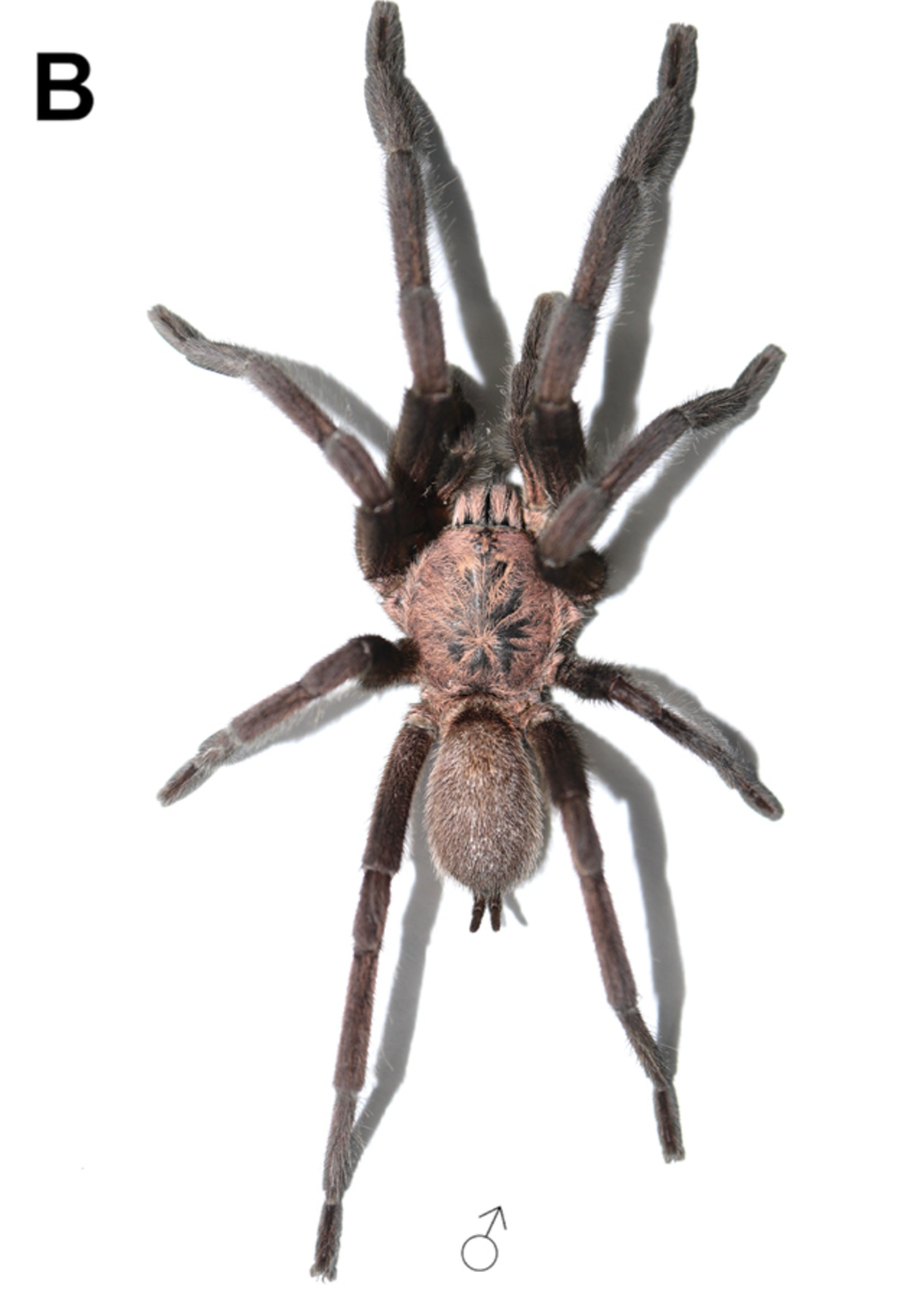 The tarantula’s “tiny eyes” are an adaptation of living in an environment devoid of light, according to the study.