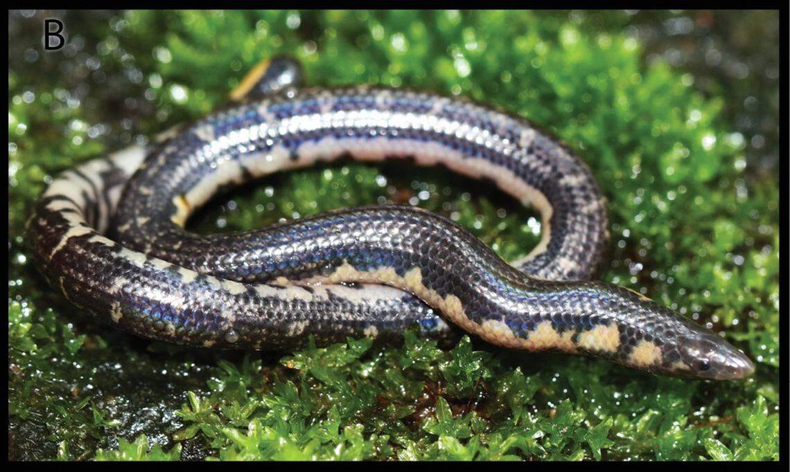 A Rhinophis siruvaniensis, or Siruvani shieldtail snake.