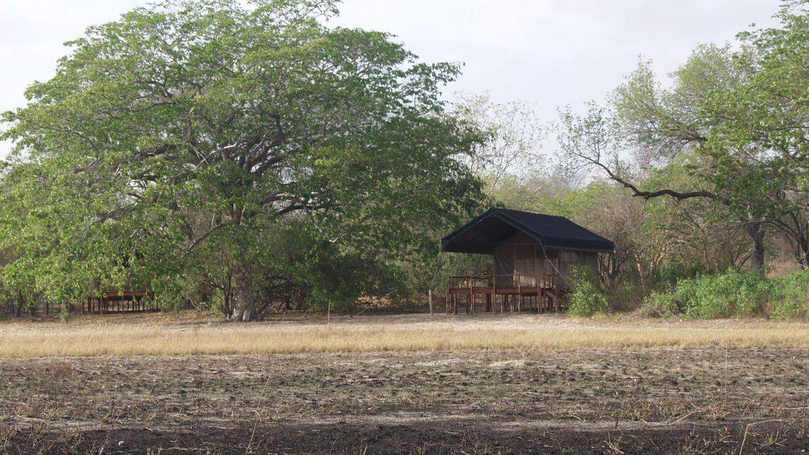 Scientists found a “cryptic” creature with “pale golden” eyes at a campground and discovered a new species, a study said.