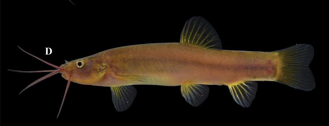 A Paranemachilus liui, or Liu’s cave loach.