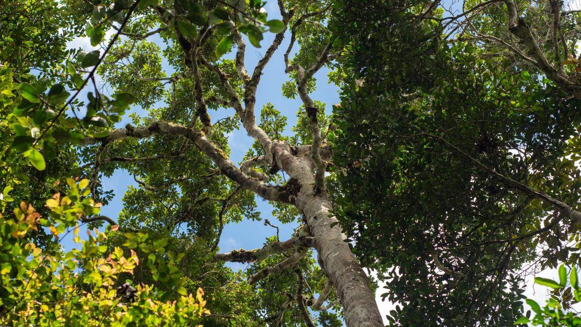 Scientists found a silvery animal with a “chirp-like” call in spiky plants of Madagascar and discovered a new species, a study said. Photo shows a representative forest in Andasibe.
