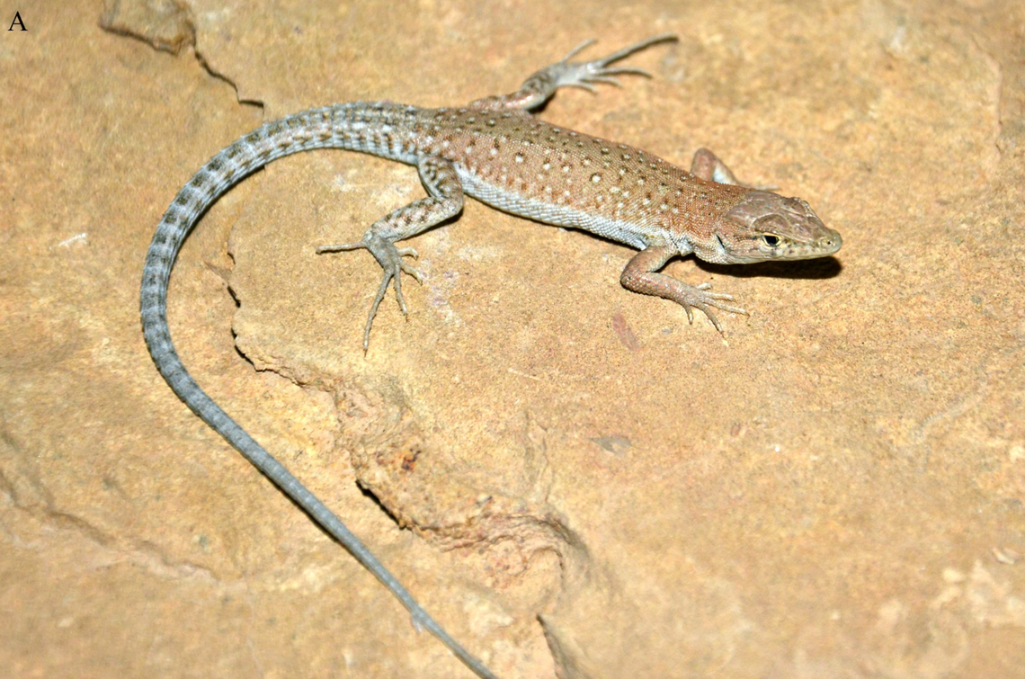 A Mesalina cryptica, or Arabian small-spotted lizard.