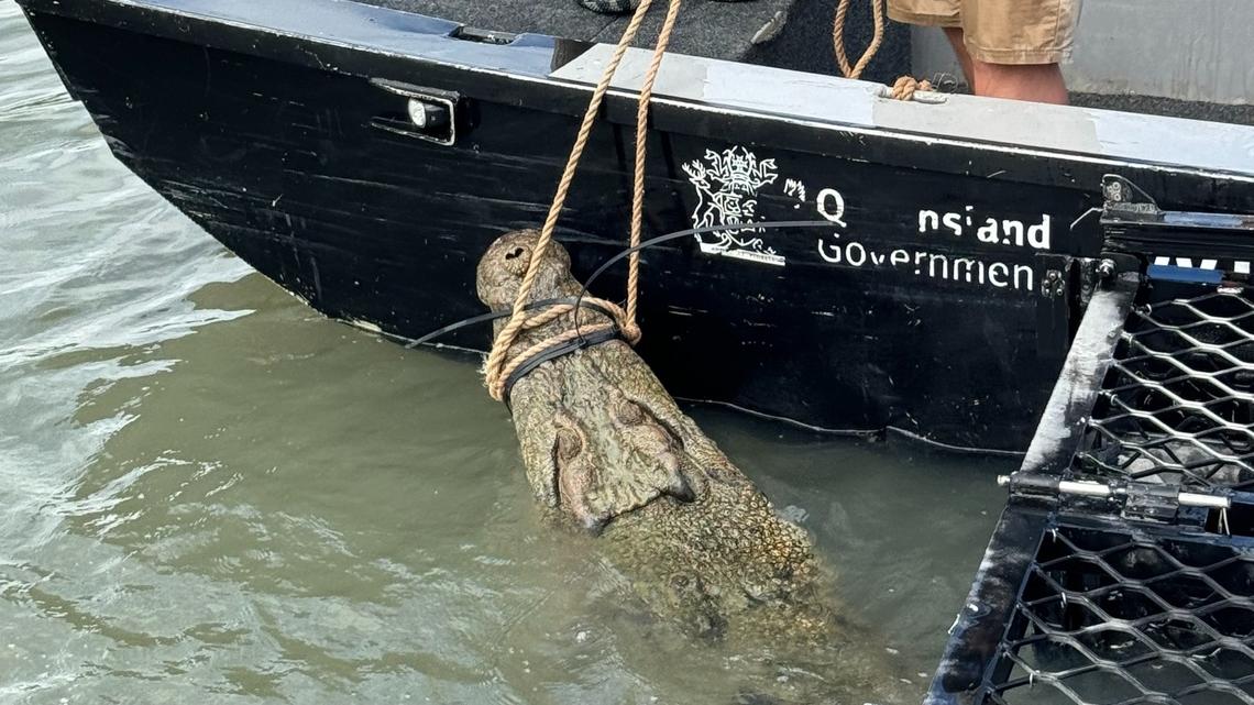 Wildlife officials captured a 13-foot-long crocodile in Australia after it “lunged” at a resident and behaved “aggressively.