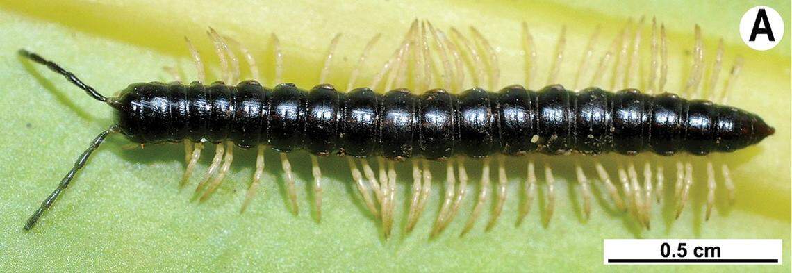 A Touranella srisonchaii, or Srisonchai’s flat-back millipede.