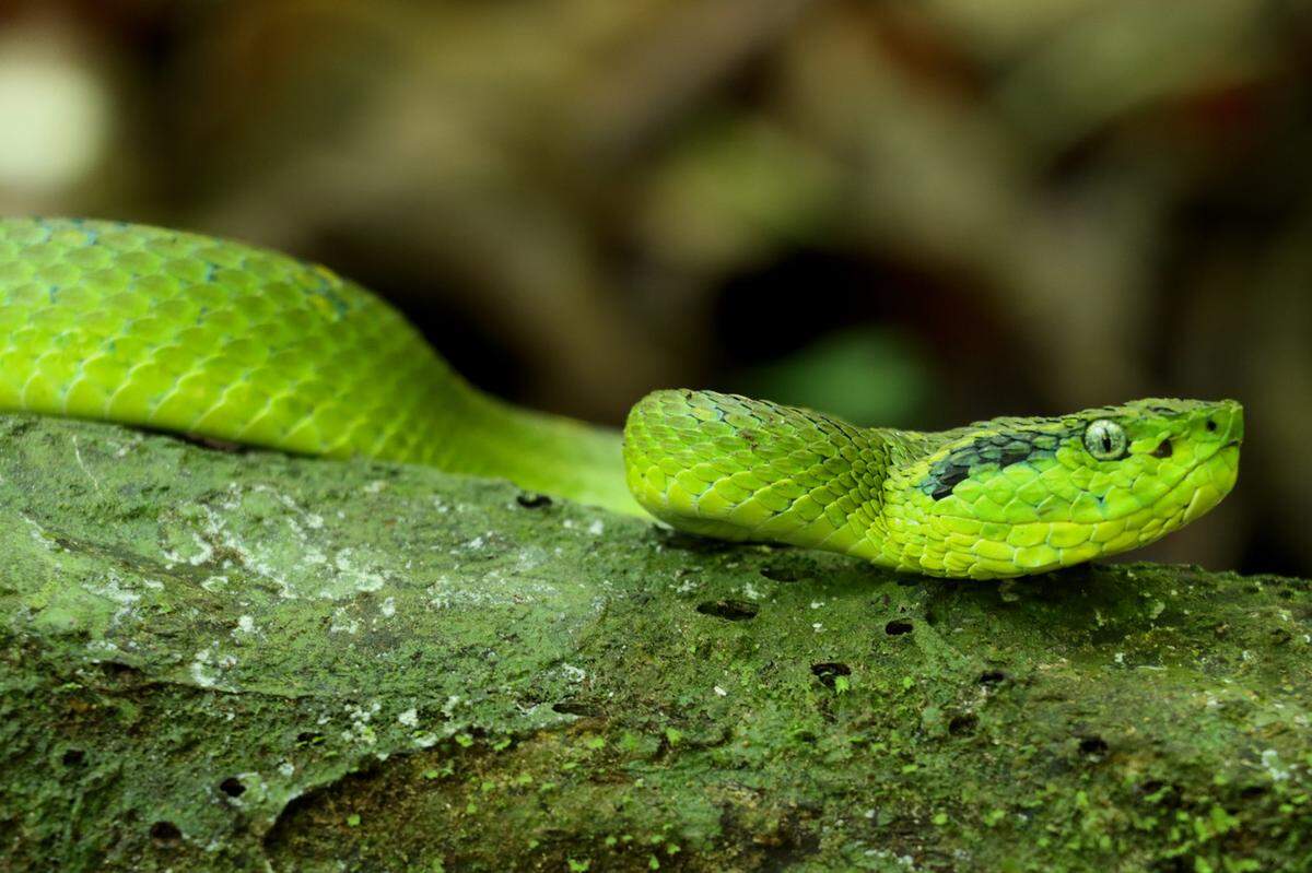 A yellow-blotched palm pit viper, or Bothriechis aurifer, seen up close.