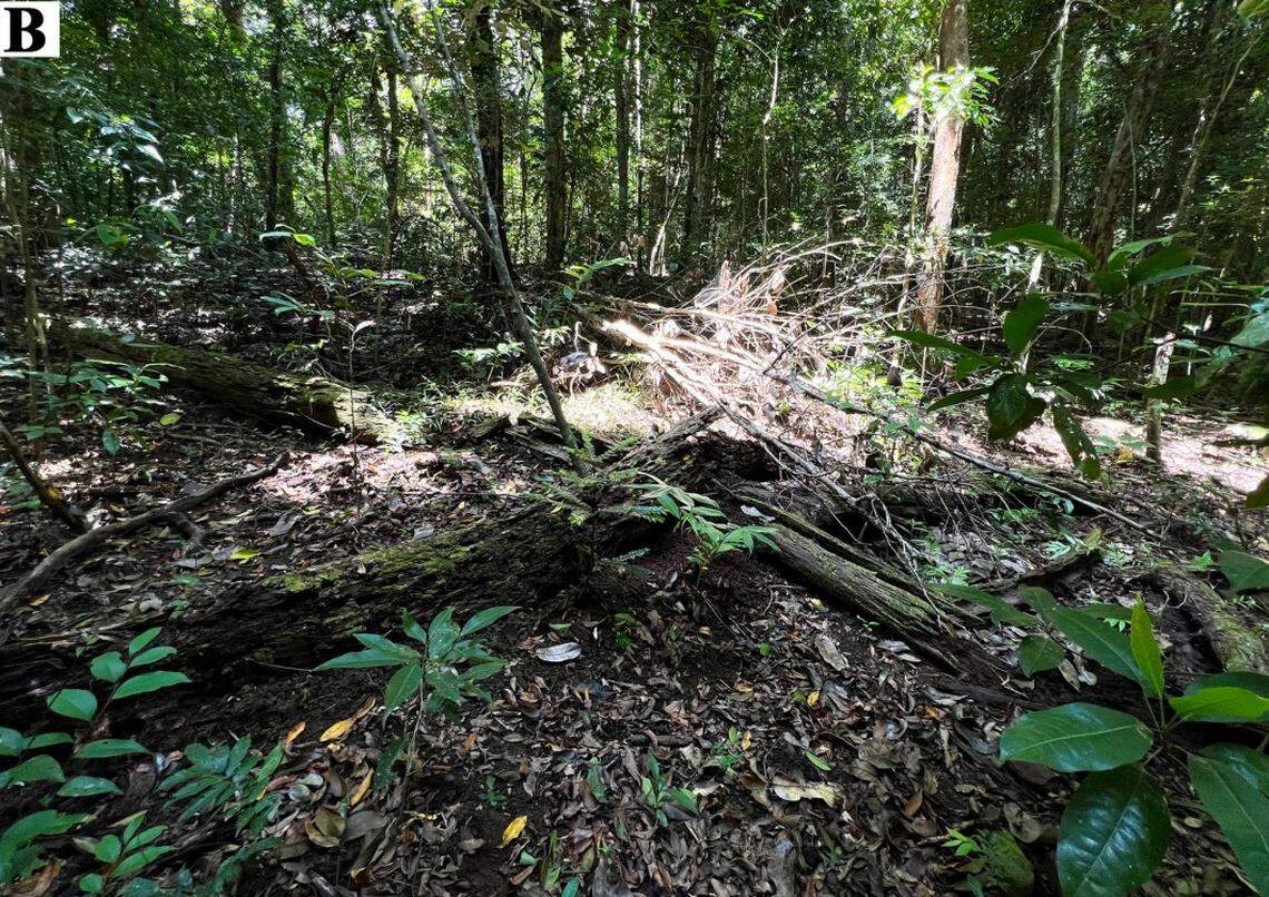 Scientists found a scaly animal resting in a rotten log at a forest in Tamil Nadu and discovered a new species, a study said.