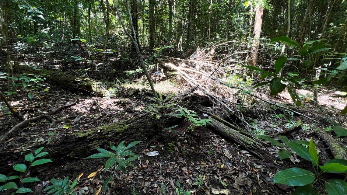 Scientists found a scaly animal resting in a rotten log at a forest in Tamil Nadu and discovered a new species, a study said.