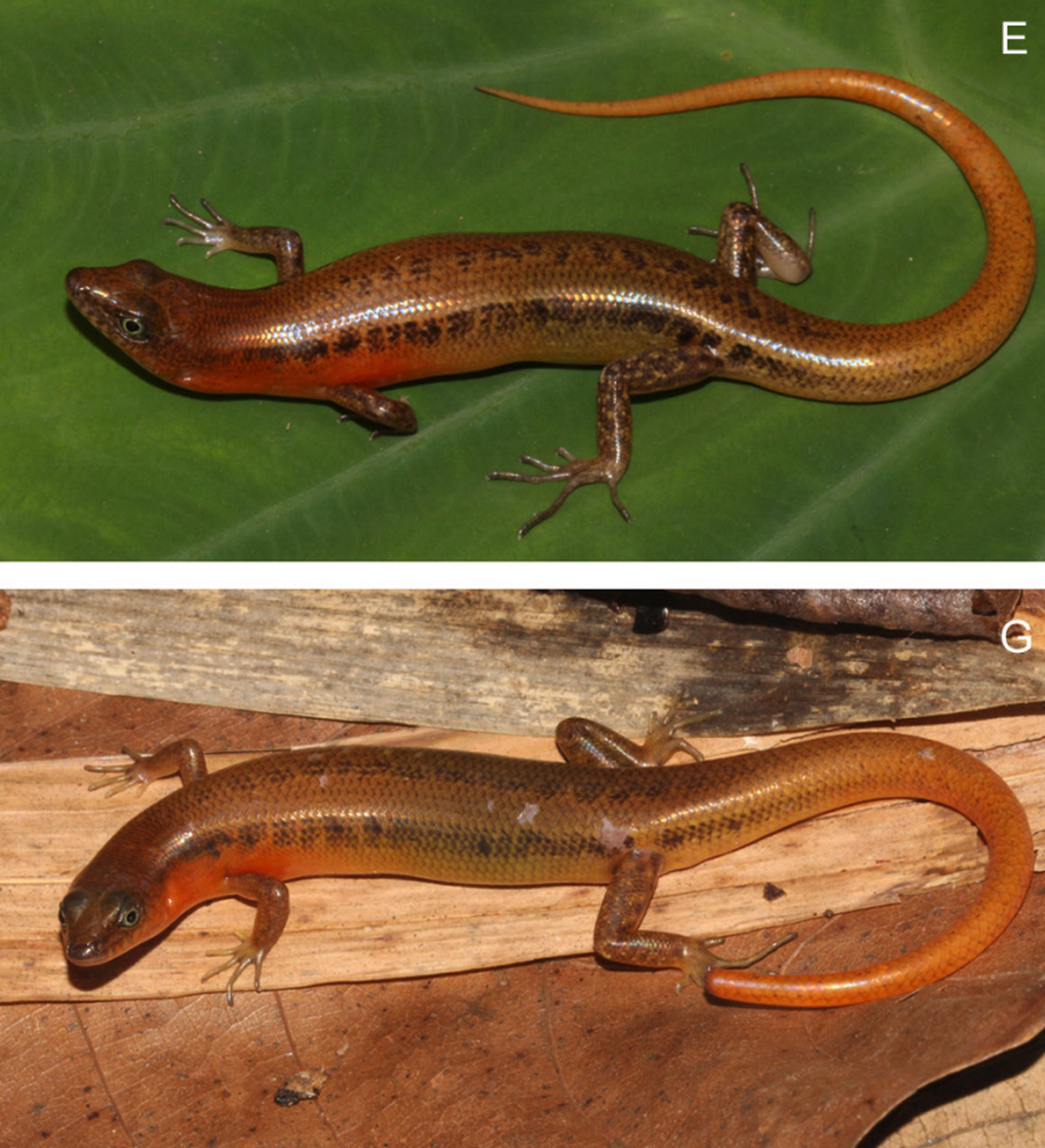 Two more Scincella auranticaudata, or orange-tailed ground skinks.