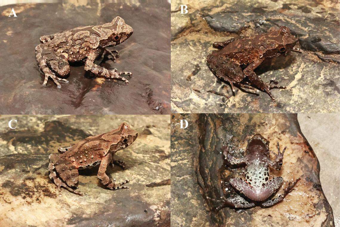 Researchers discovered the new species perched upon rocks in mountain streams at elevations of about 2,000 feet.